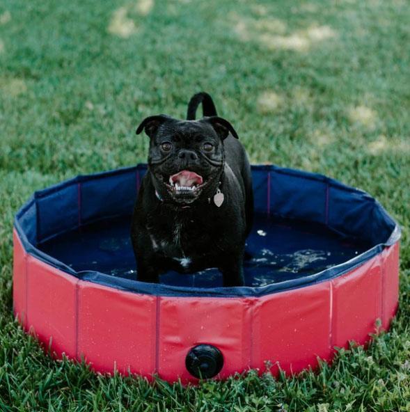 PawSwim - Collapsible Dog Swimming Pool