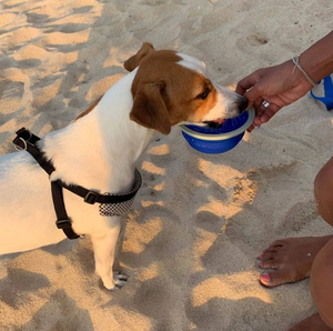 Essential Leash - Multi-functional Dog Leash With Built-in Water Bottle, Bowl & Waste Bag Dispenser